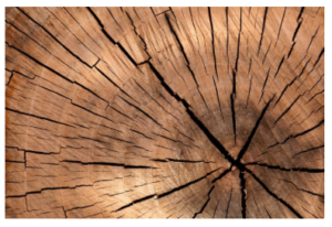 Is Wood the Next Disruptor?
